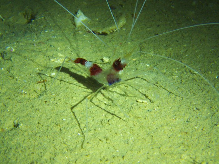 Crevette