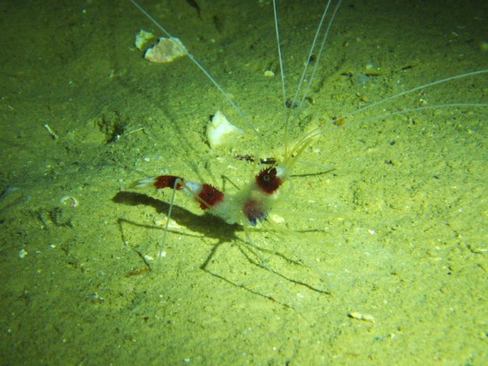 Crevette