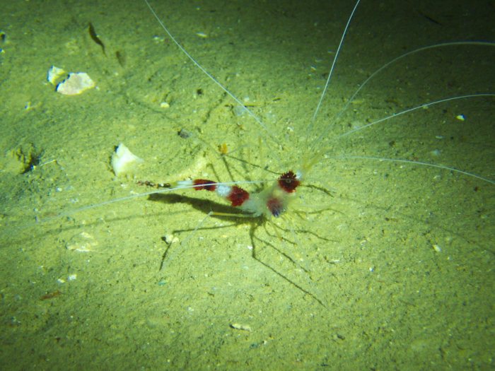 Crevette