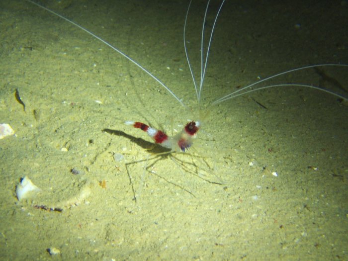 Crevette