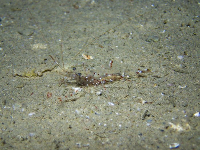 Urocaridella sp.