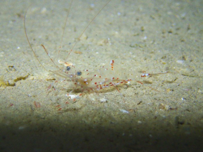 Urocaridella sp.