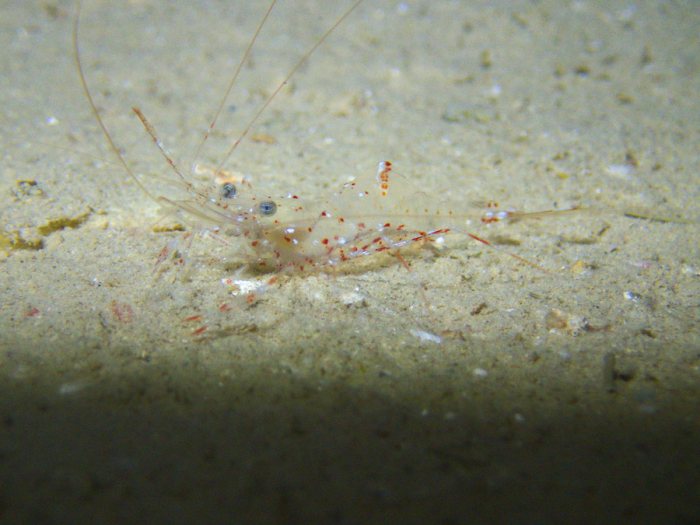 Urocaridella sp.