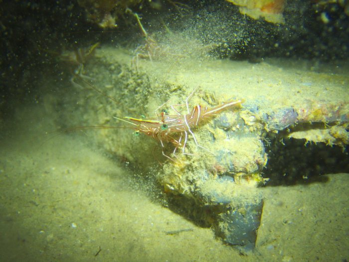 Rhynchocinetes durbanensis