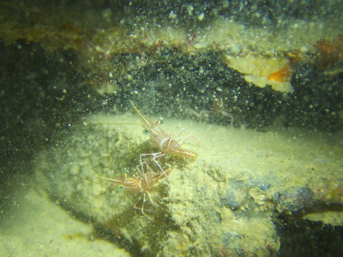 Rhynchocinetes durbanensis
