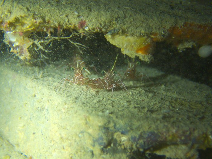 Rhynchocinetes durbanensis