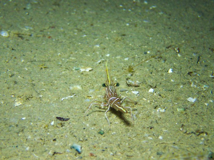 Rhynchocinetes durbanensis