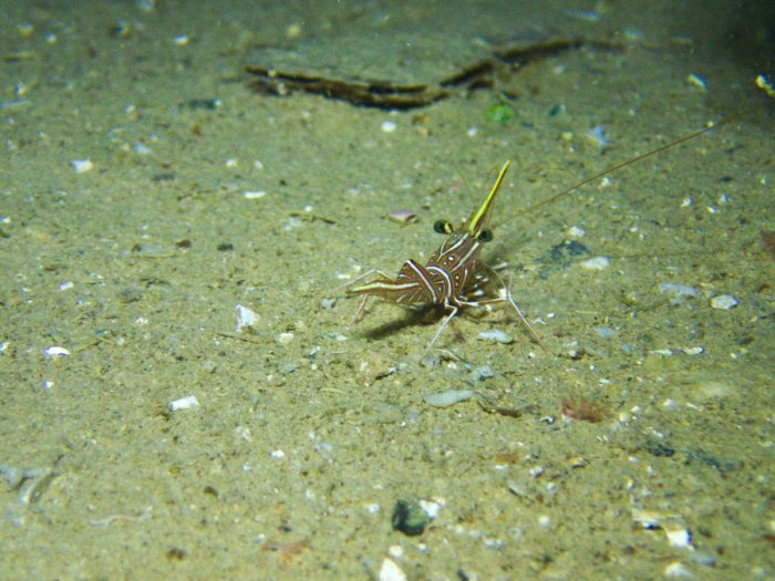 Rhynchocinetes durbanensis