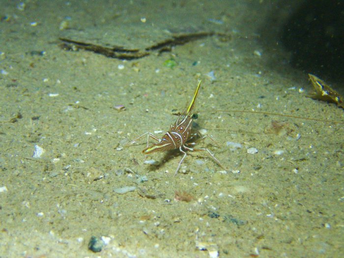 Rhynchocinetes durbanensis