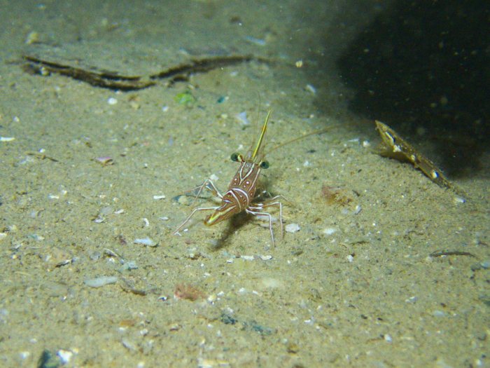 Rhynchocinetes durbanensis