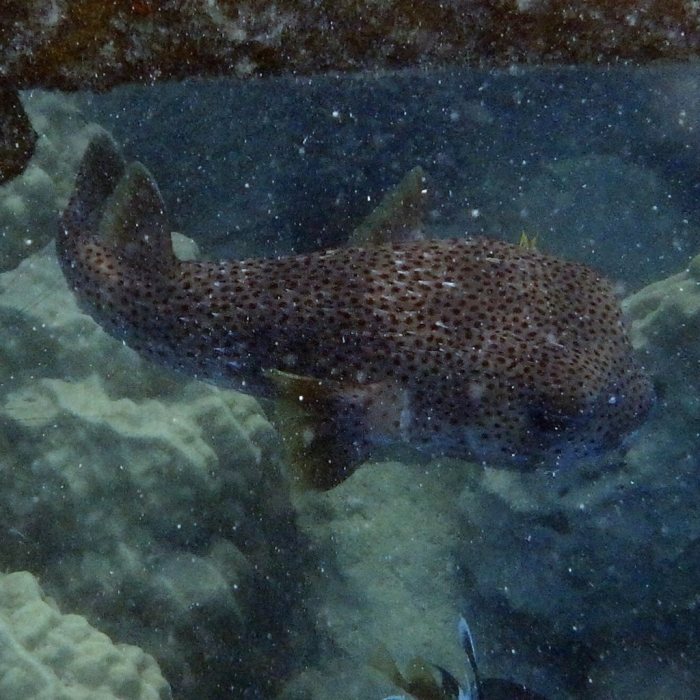 Diodon hystrix