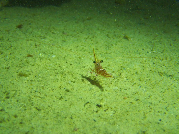 Rhynchocinetes durbanensis