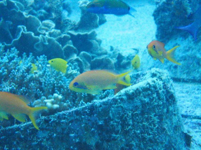 Pseudanthias squamipinnis