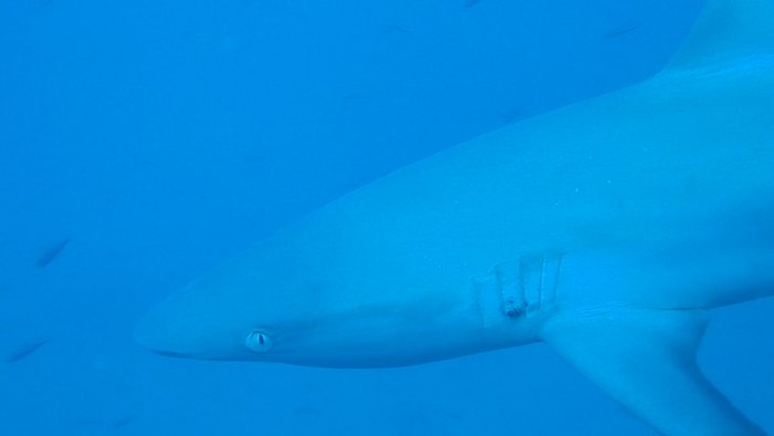 Carcharhinus amblyrhynchos