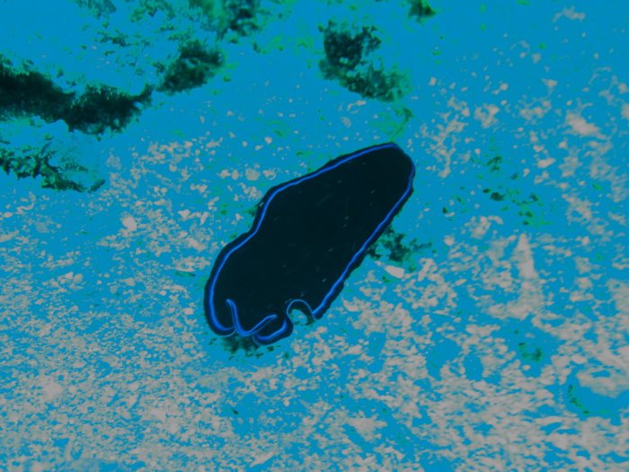 Pseudoceros sapphirinus