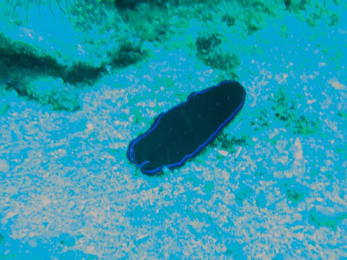Pseudoceros sapphirinus