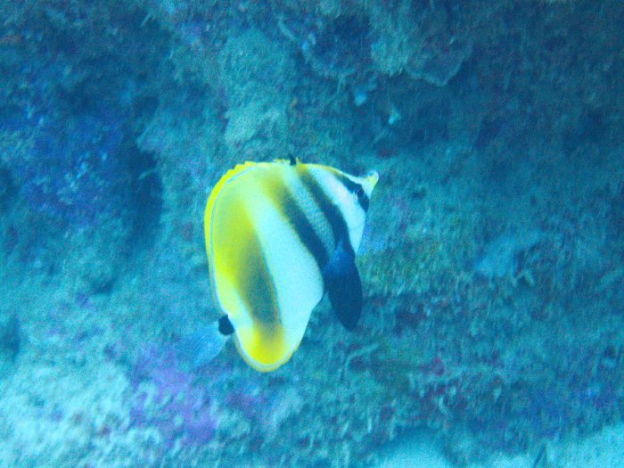 Coradion altivelis