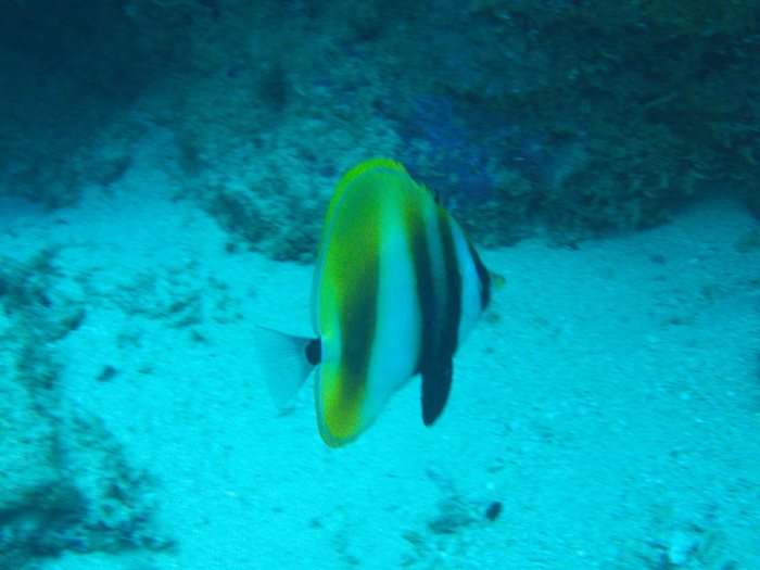 Coradion altivelis