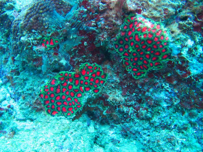 Corail dur
