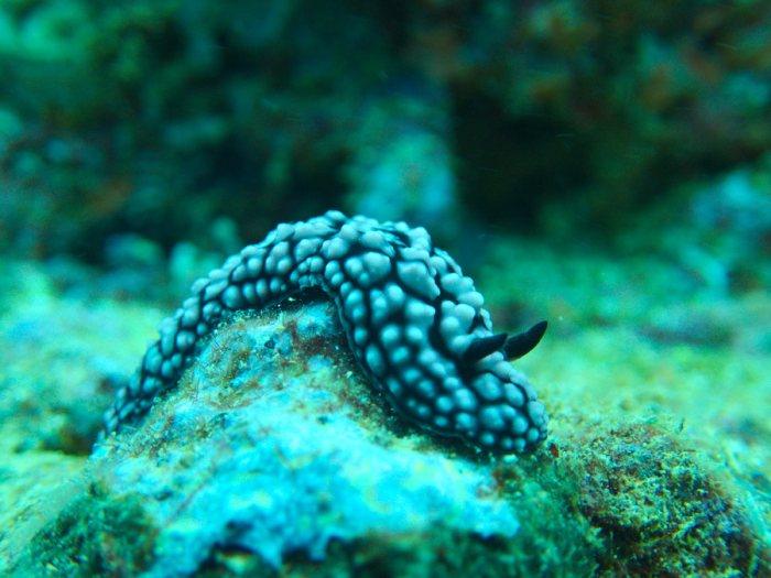 Phyllidiella pustulosa