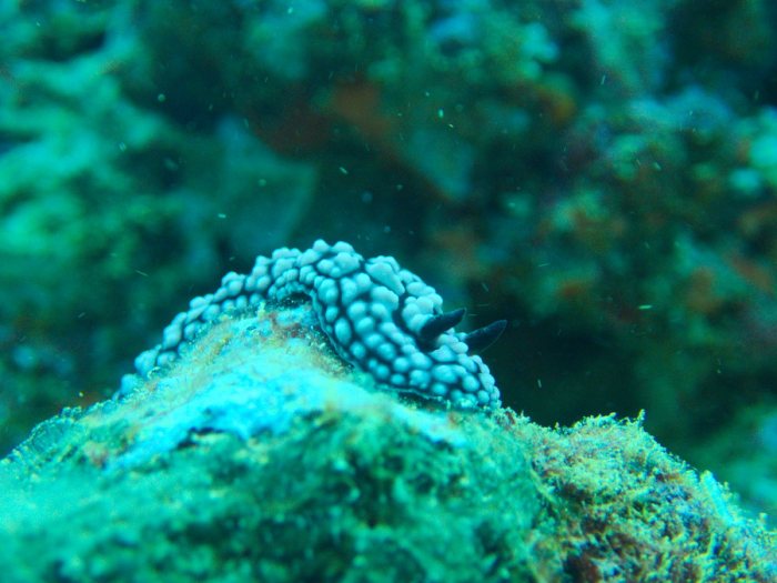 Phyllidiella pustulosa