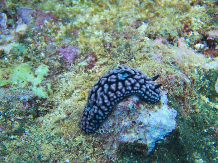 Phyllidiella pustulosa