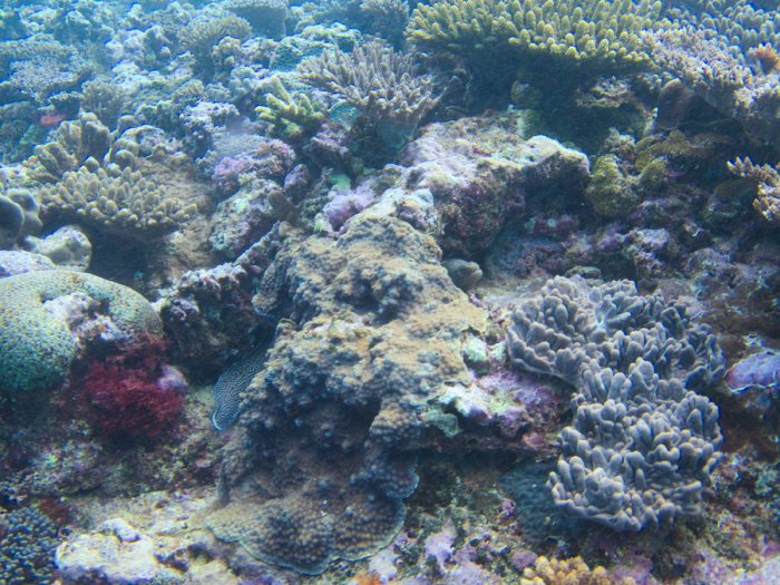 Gymnothorax meleagris