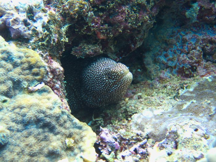 Gymnothorax meleagris