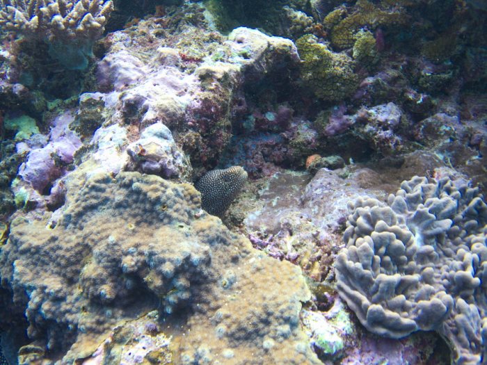 Gymnothorax meleagris