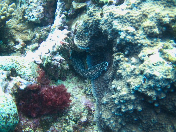 Gymnothorax meleagris