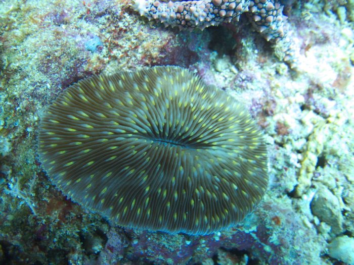 Corail dur