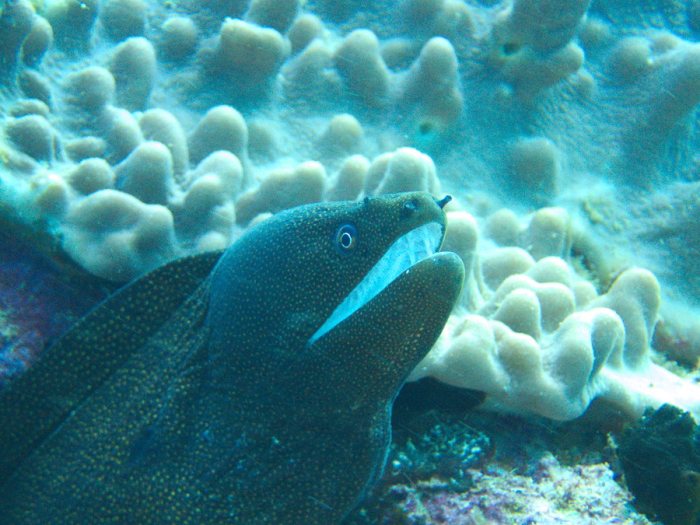 Gymnothorax meleagris