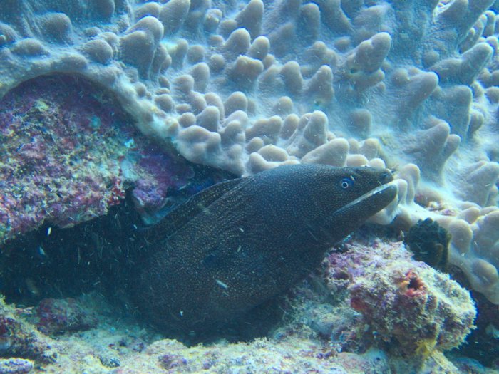 Gymnothorax meleagris