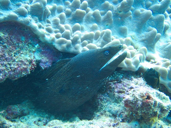 Gymnothorax meleagris