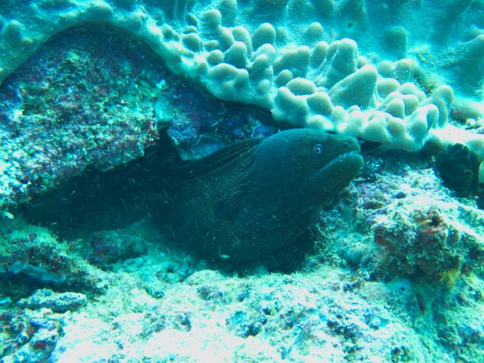 Gymnothorax meleagris