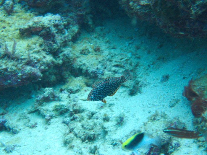 Macropharyngodon meleagris