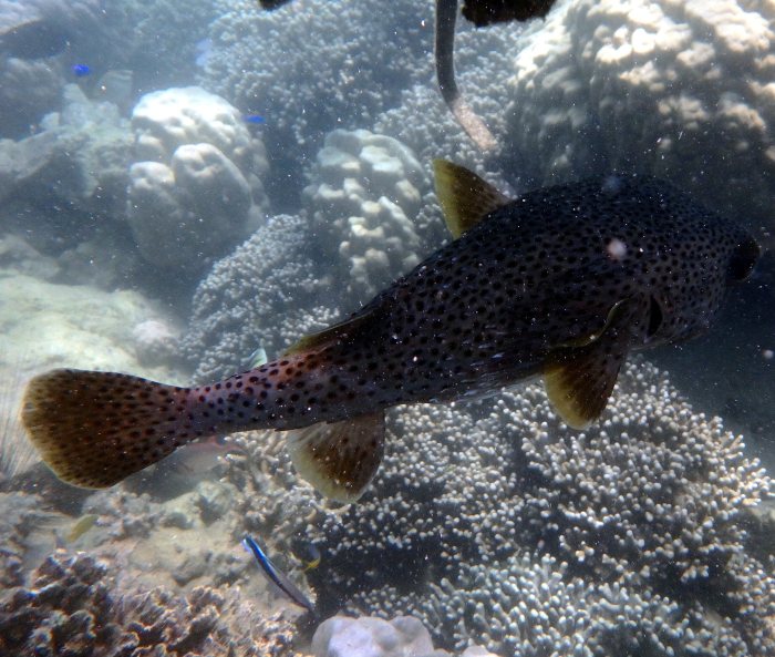 Diodon hystrix
