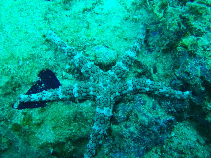 Étoile de mer