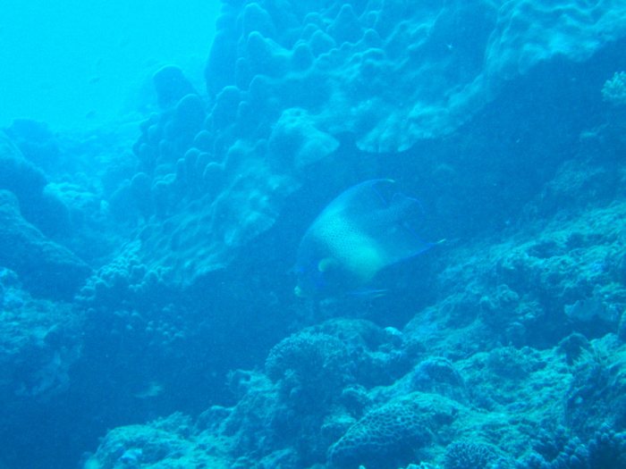 Pomacanthus semicirculatus