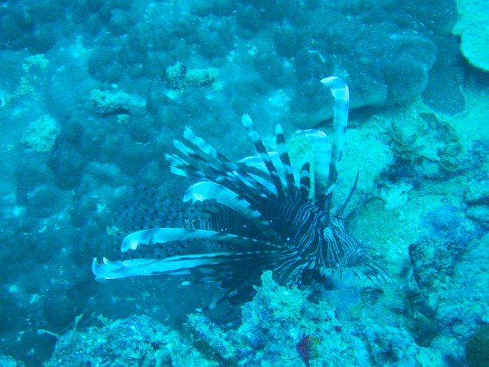 Poisson-scorpion