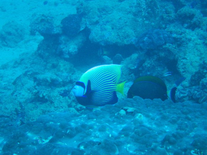 Pomacanthus imperator