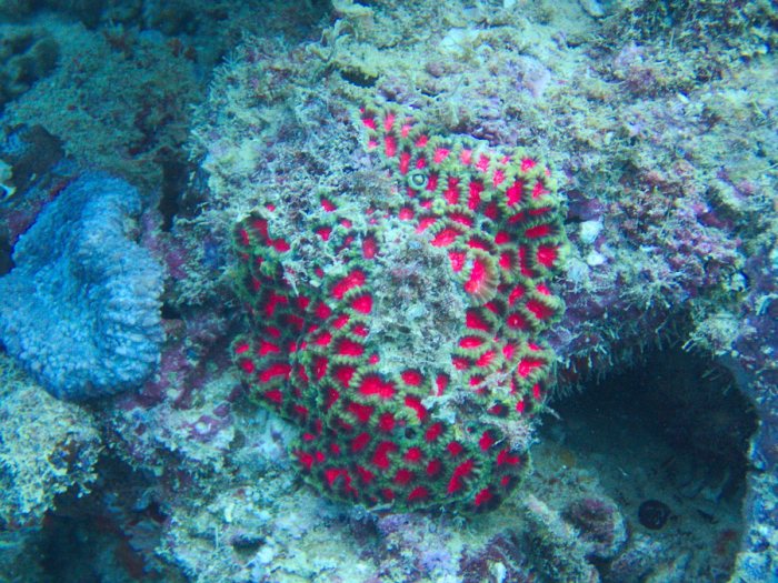 Corail dur