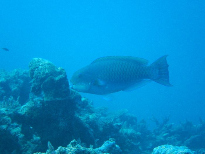 Poisson-perroquet