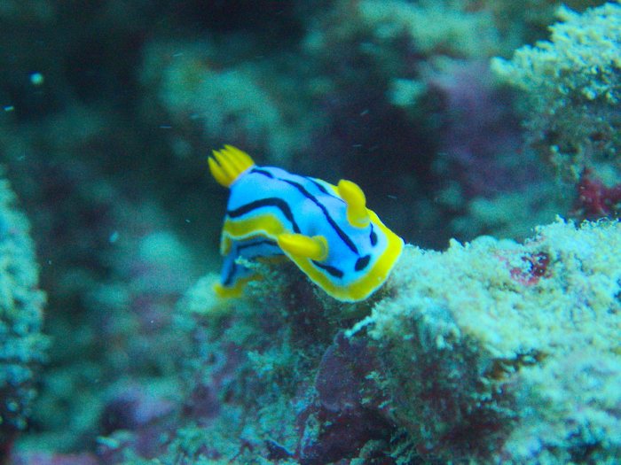 Chromodoris elisabethina