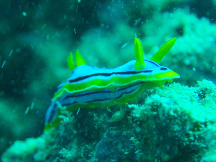 Chromodoris elisabethina