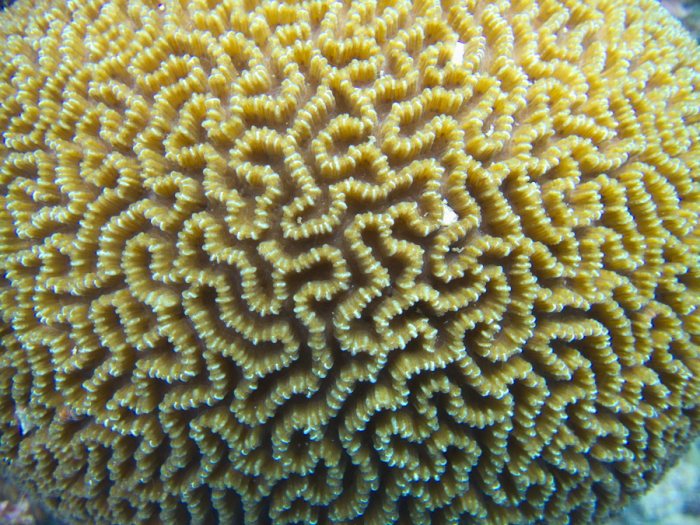 Corail dur