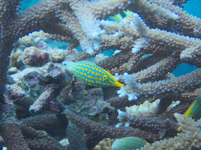 Oxymonacanthus longirostris