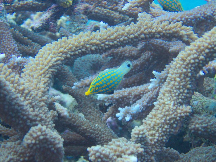 Oxymonacanthus longirostris