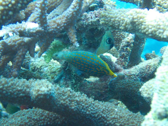 Oxymonacanthus longirostris