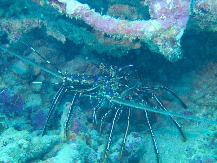 Langouste